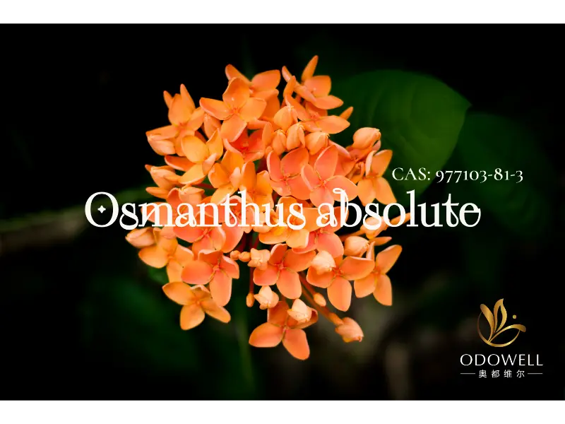 Osmanthus Absolute – ODOWELL’s natuurlijke signatuur voor elegante oosterse bloemen
